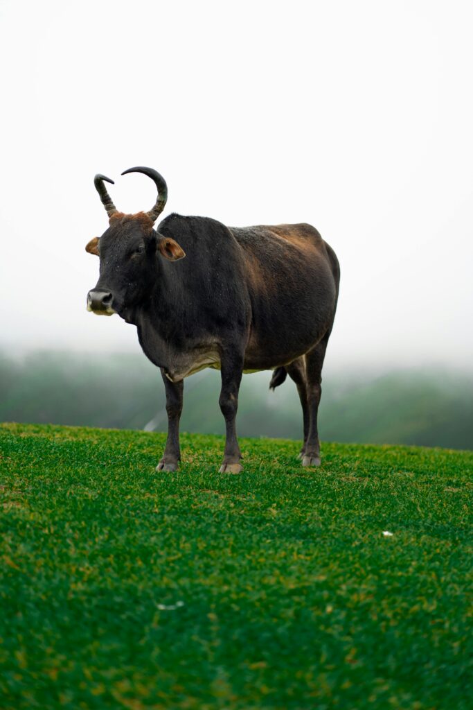 A lonely cow standing on grass, symbolizing how kindness to animals can make a difference