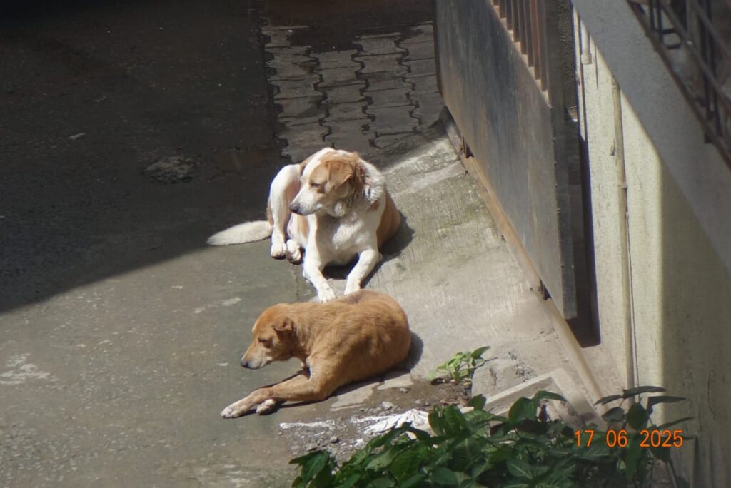 Stray dogs Chanya and Manya resting together.