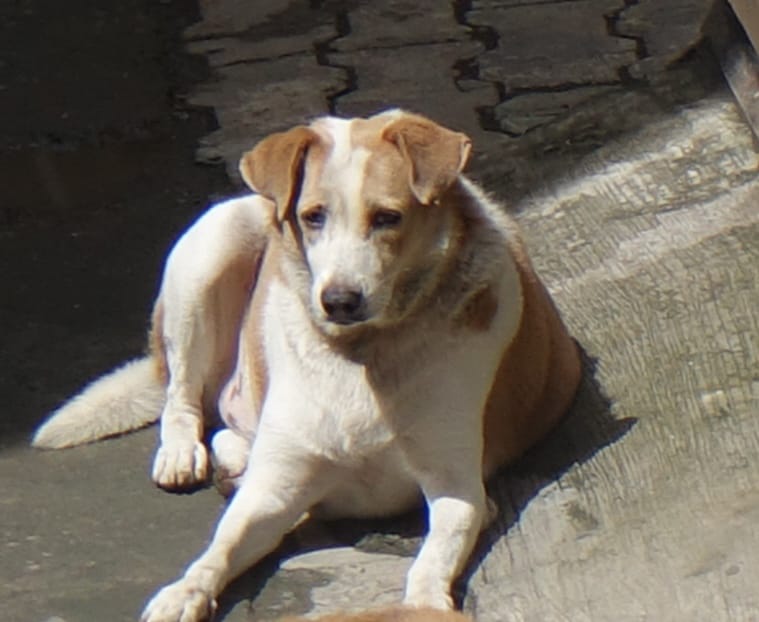 Stray dog Manya sitting alert on street.