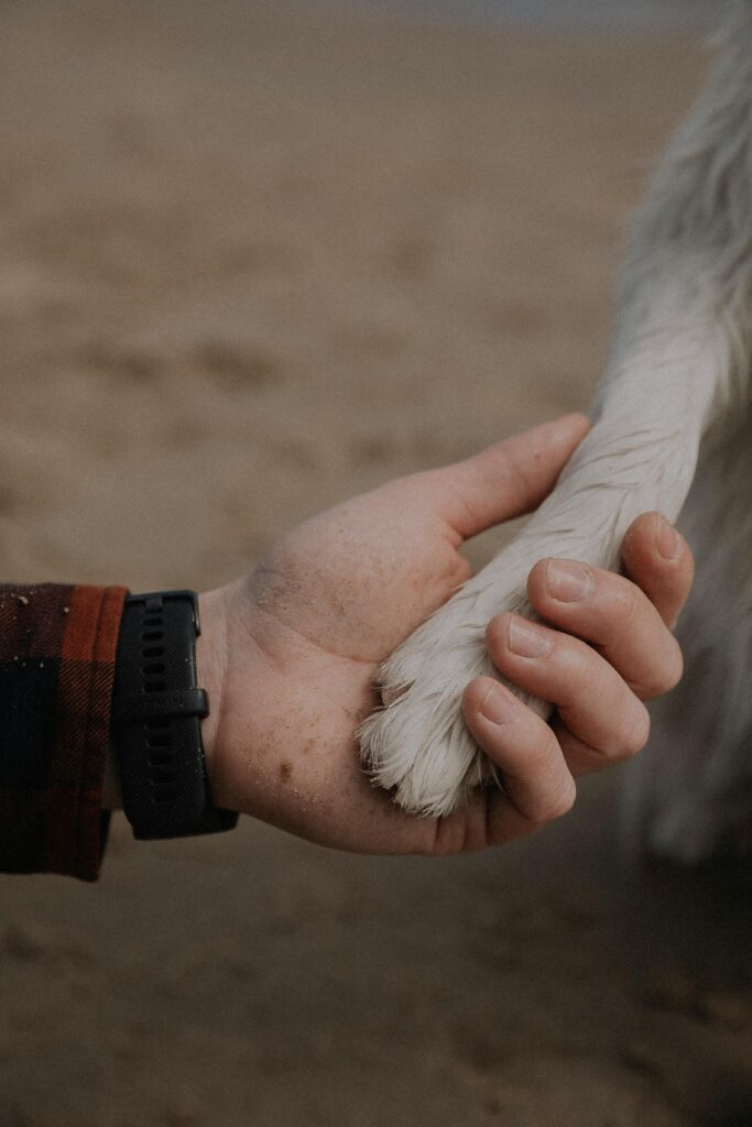 Human holding stray dog’s paw.